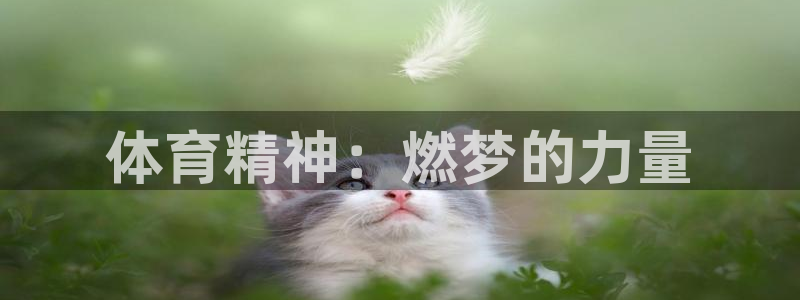 3377体育官方正版app科技：体育精神：燃梦的力量